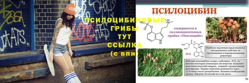 Галлюциногенные грибы Psilocybine cubensis  где найти   Джанкой 